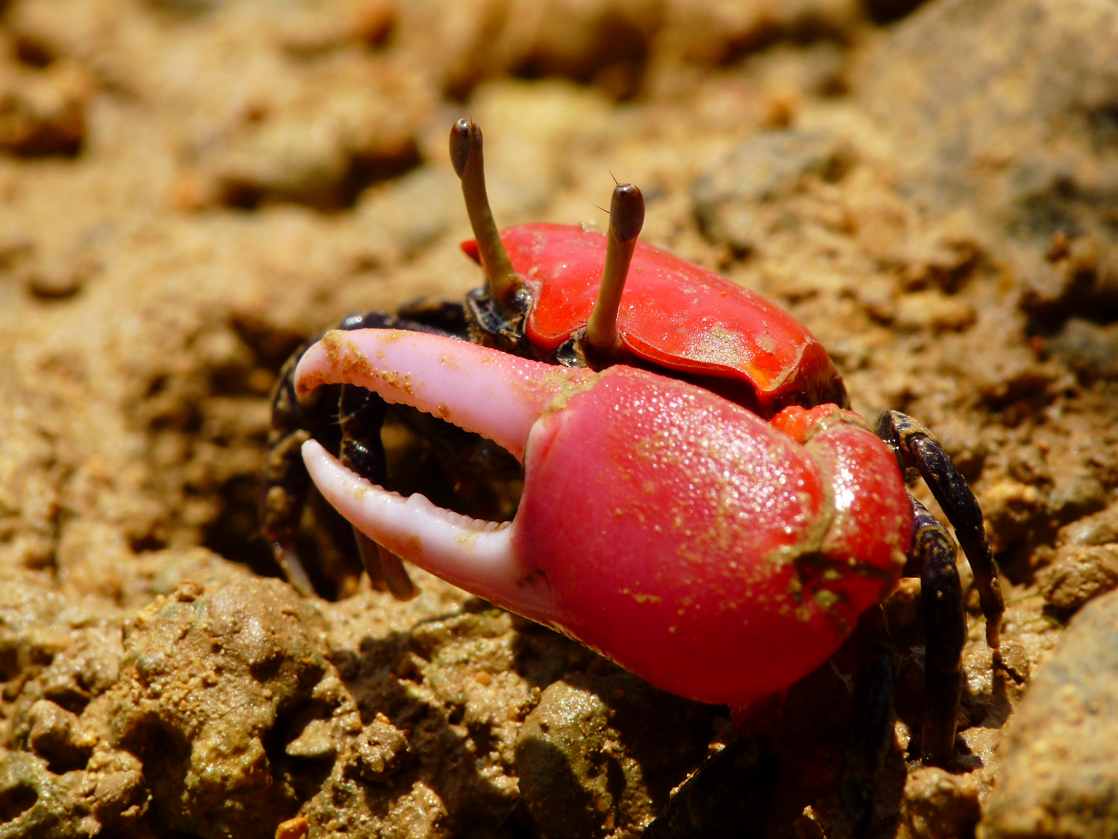 沖縄の自然を体感できるマングローブカヤック 沖縄の自然を体感できるマングローブカヤック
